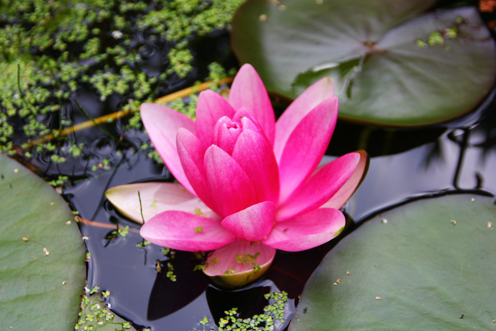 Seerose in meinem Garten