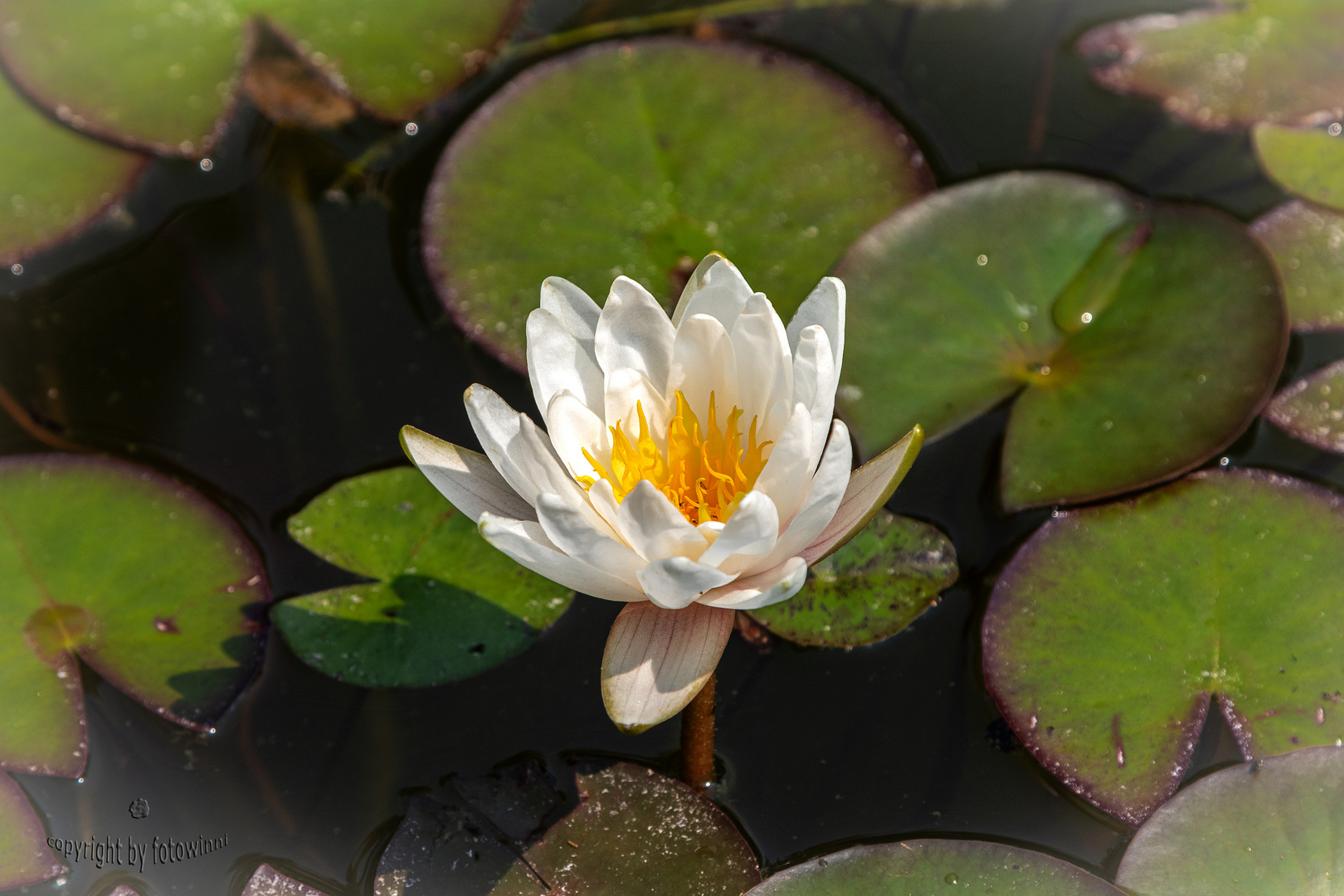 Seerose (in meinem Gartenteich)