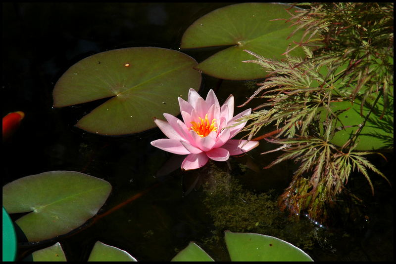 Seerose in Nachbars Garten