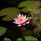 Seerose in Nachbars Garten