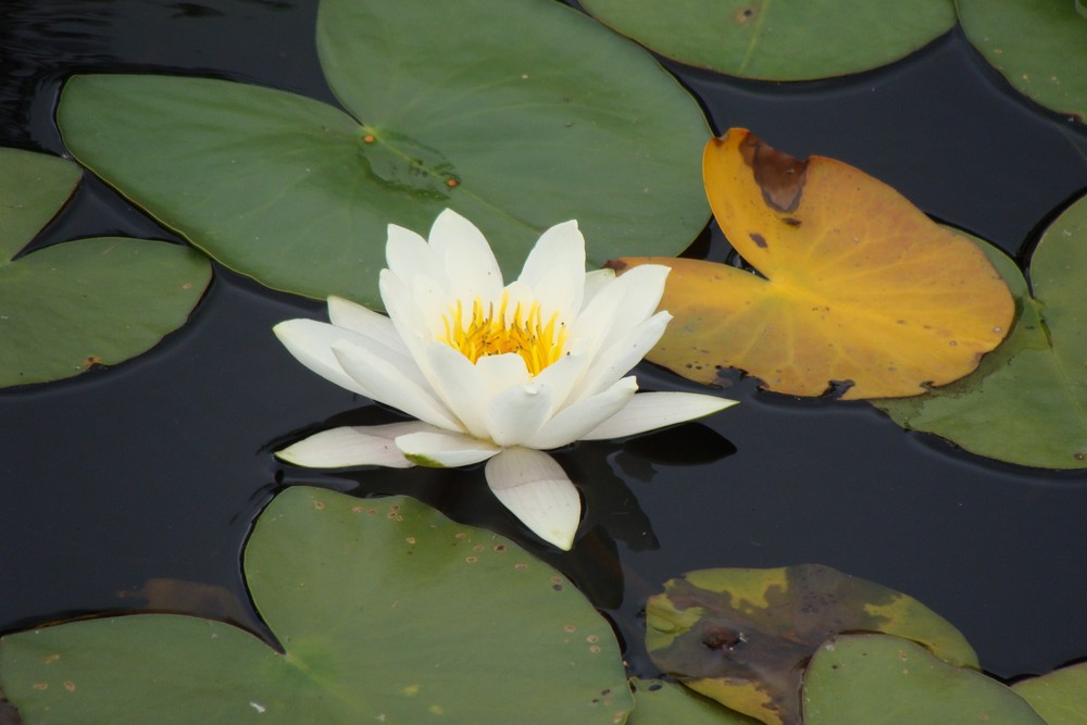 Seerose in Norwegen