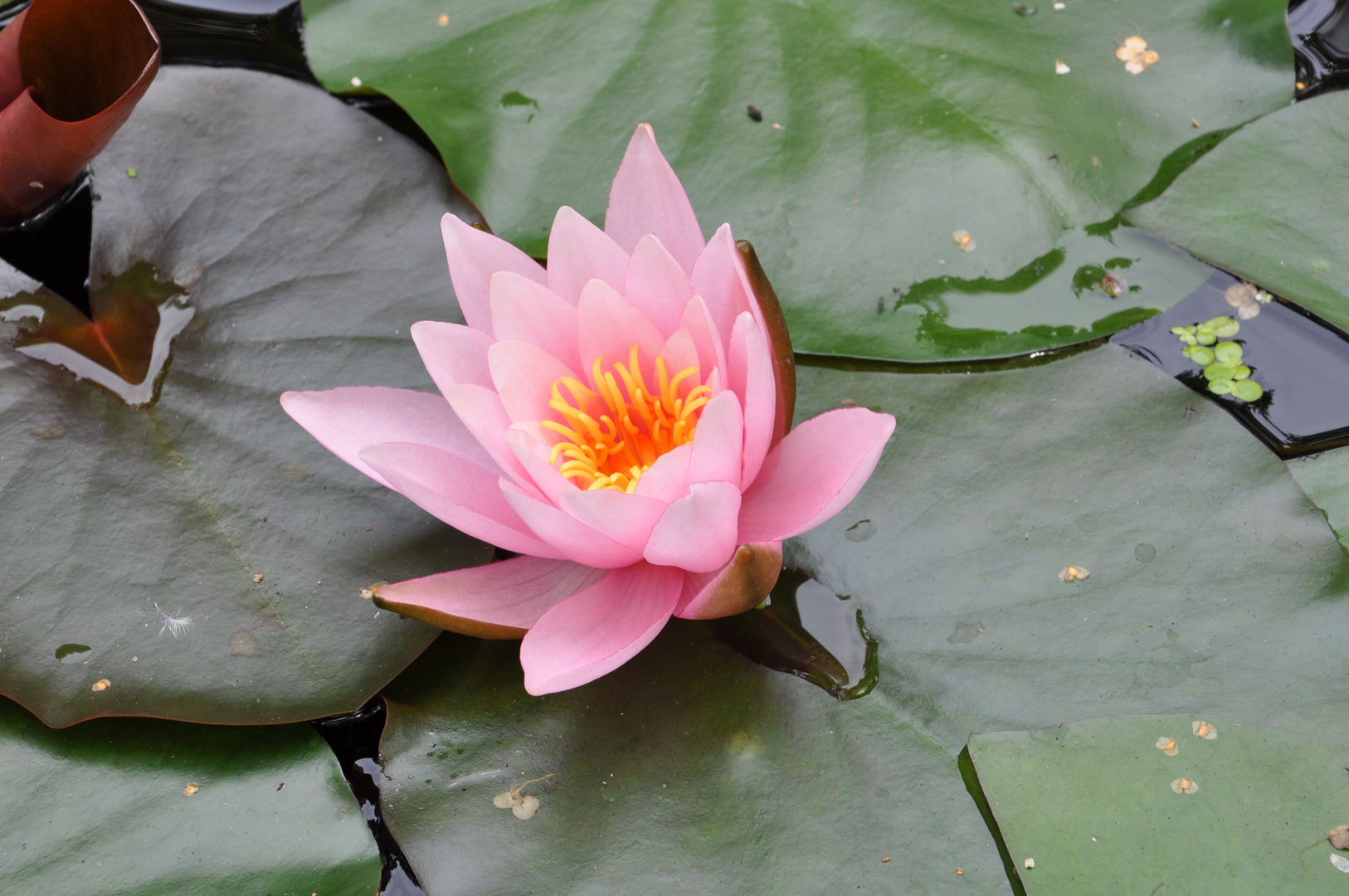 Seerose in Pink