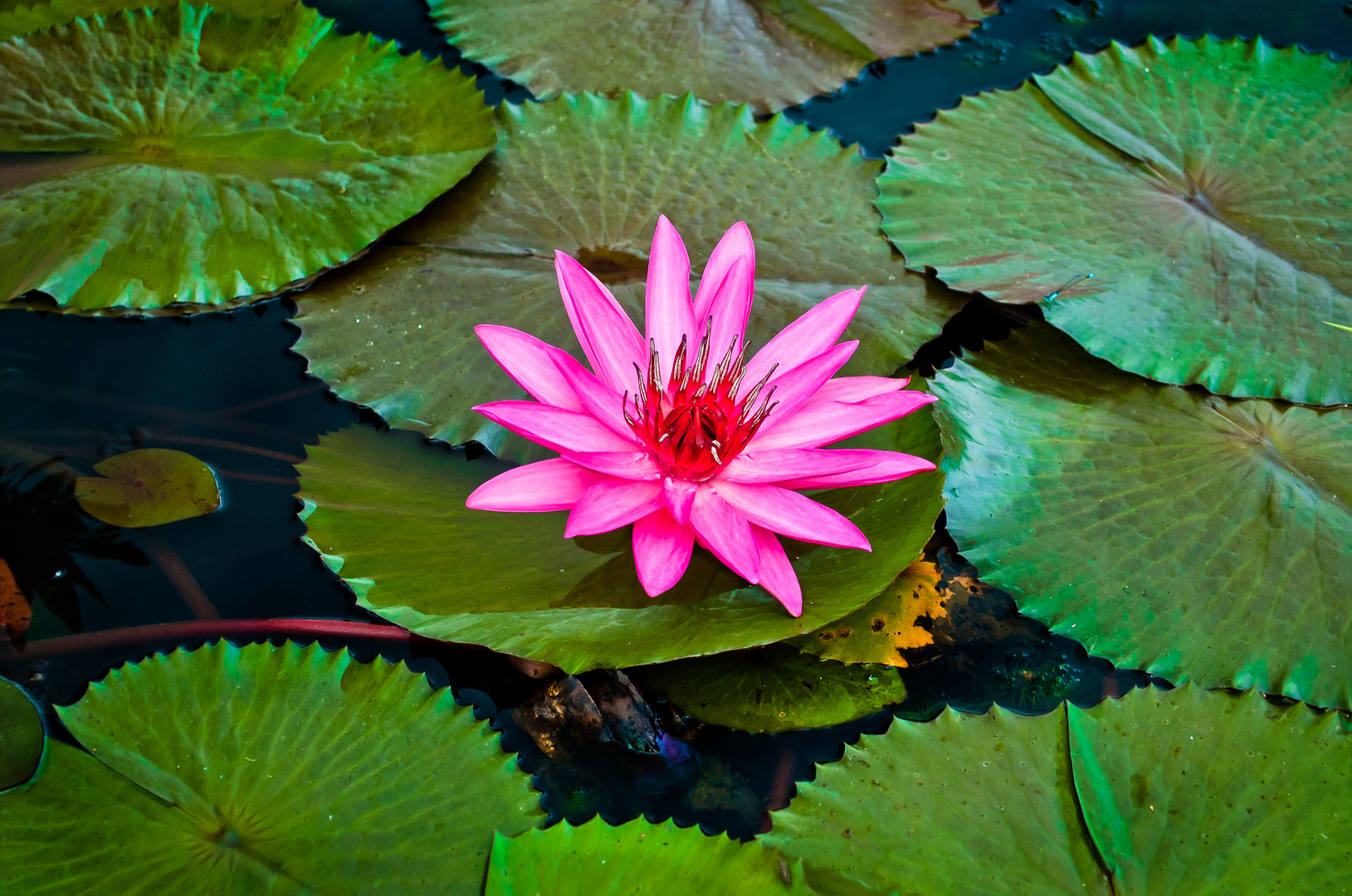 Seerose in PNG