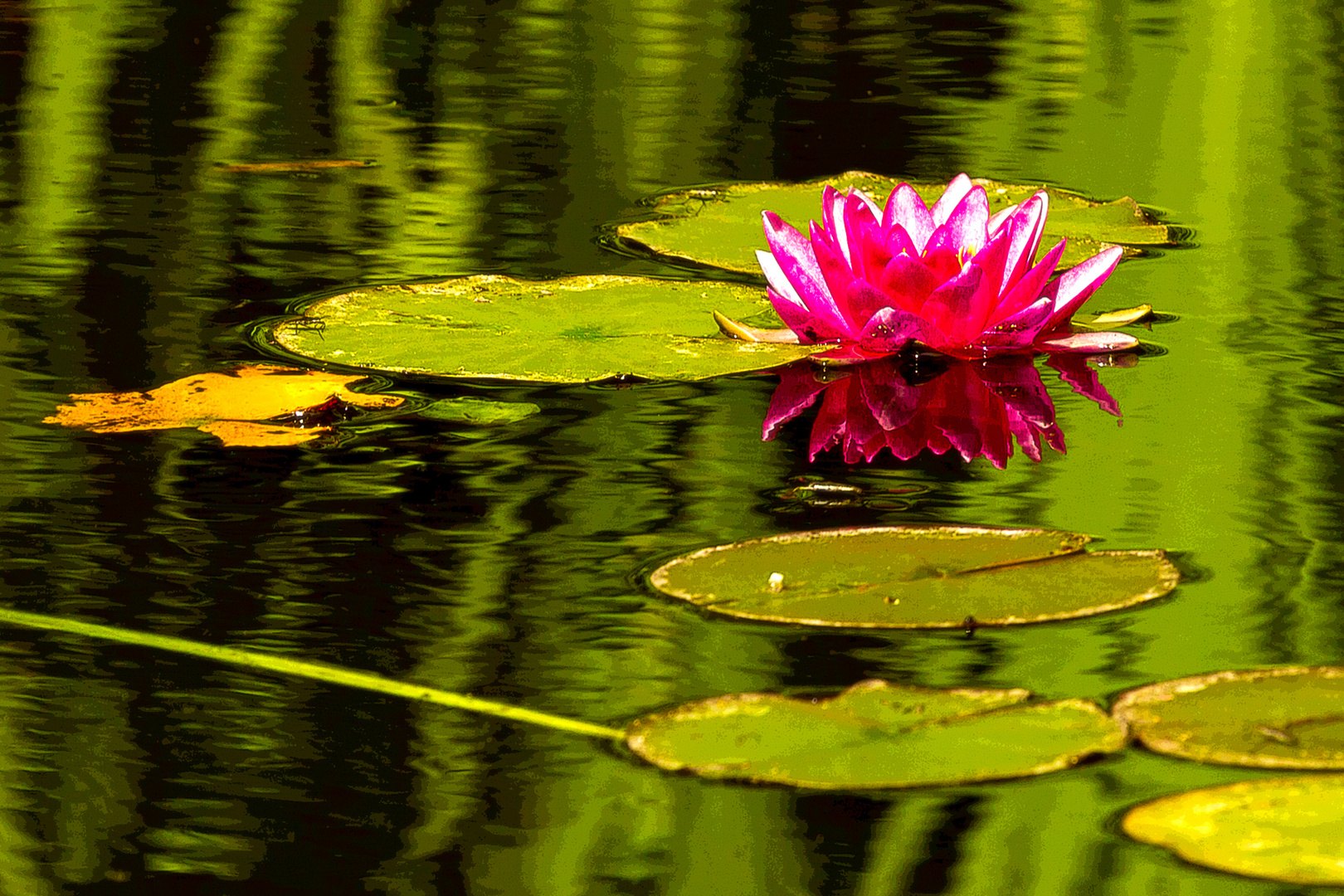 Seerose in Rosa