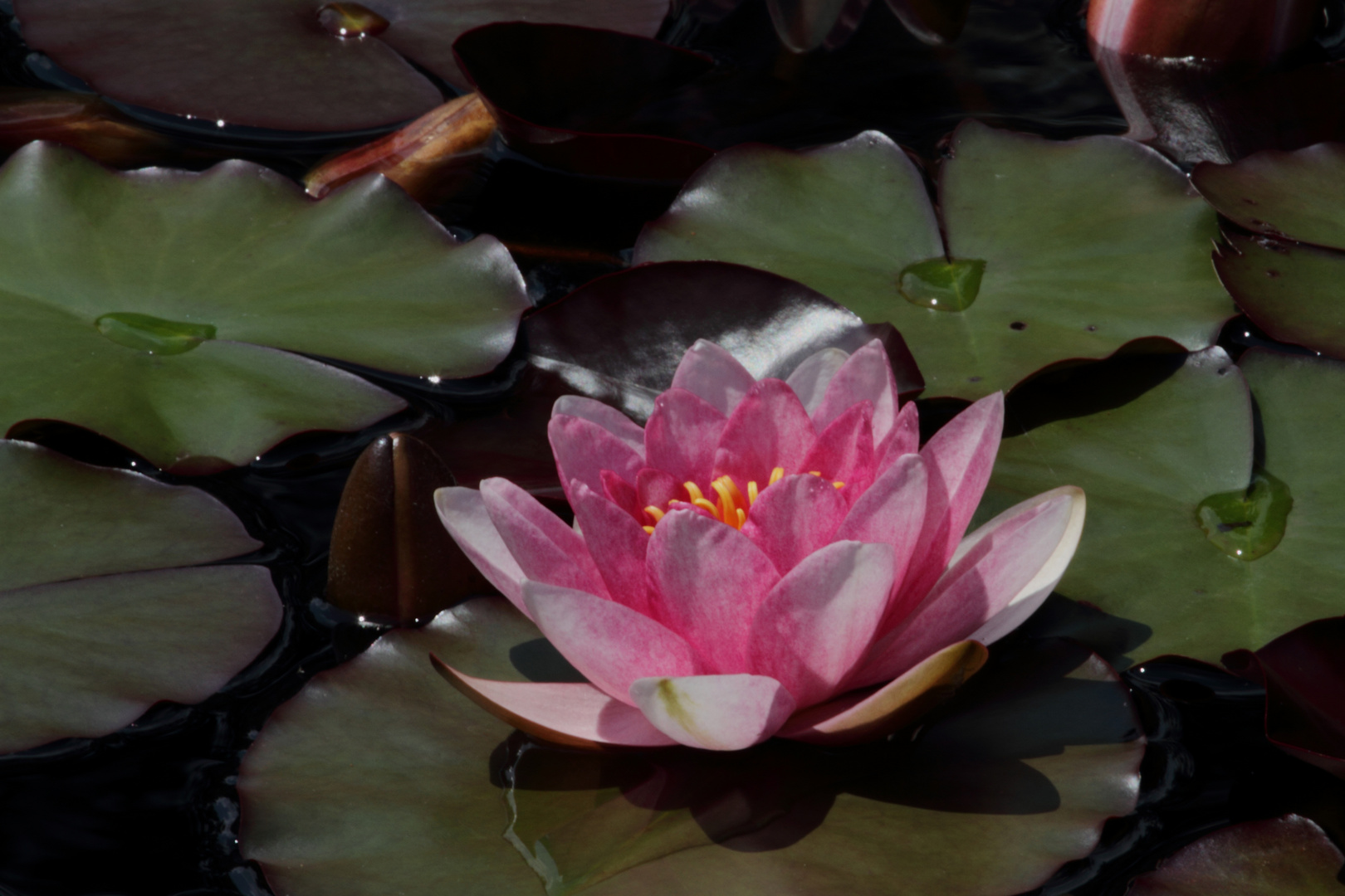 Seerose in Sarnen