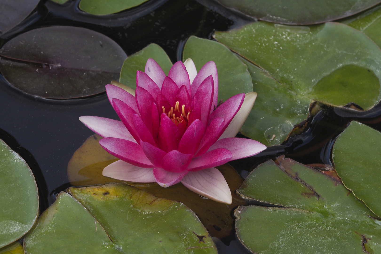 Seerose in Schönbrunner Tiergarten