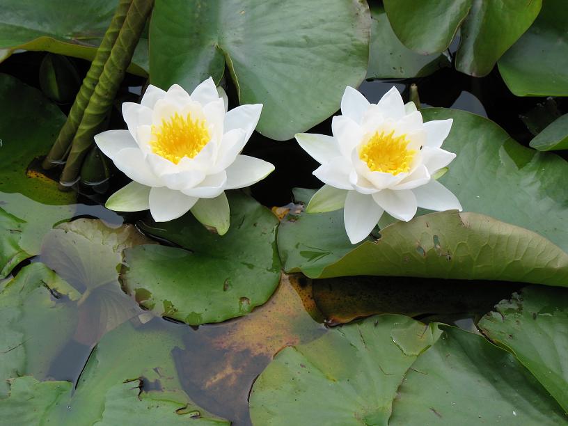 Seerose in Stereo