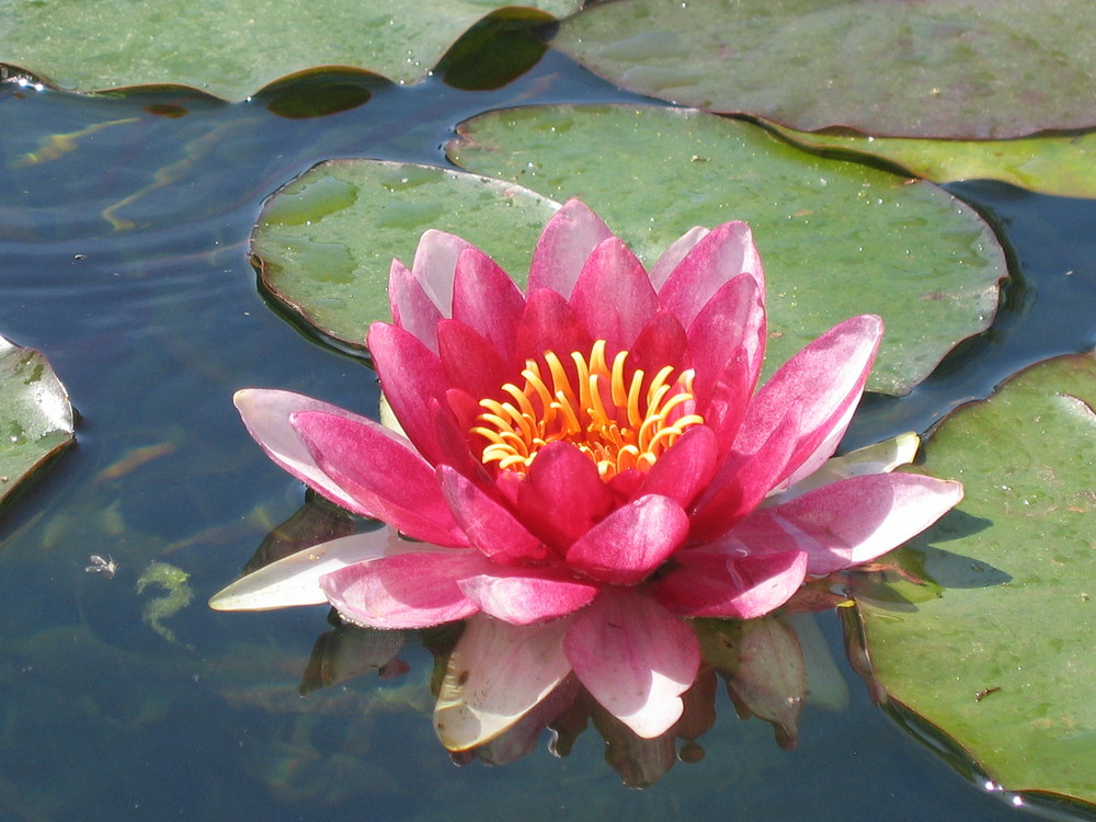 Seerose in Thailand