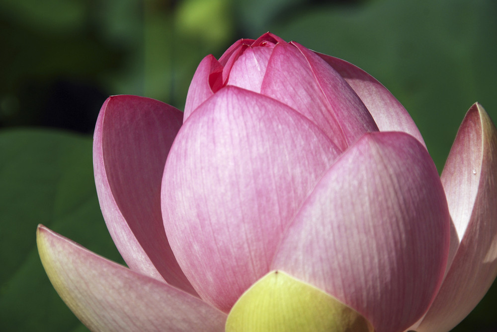 Seerose in Trautmannsdorff von Charel Bourkel 