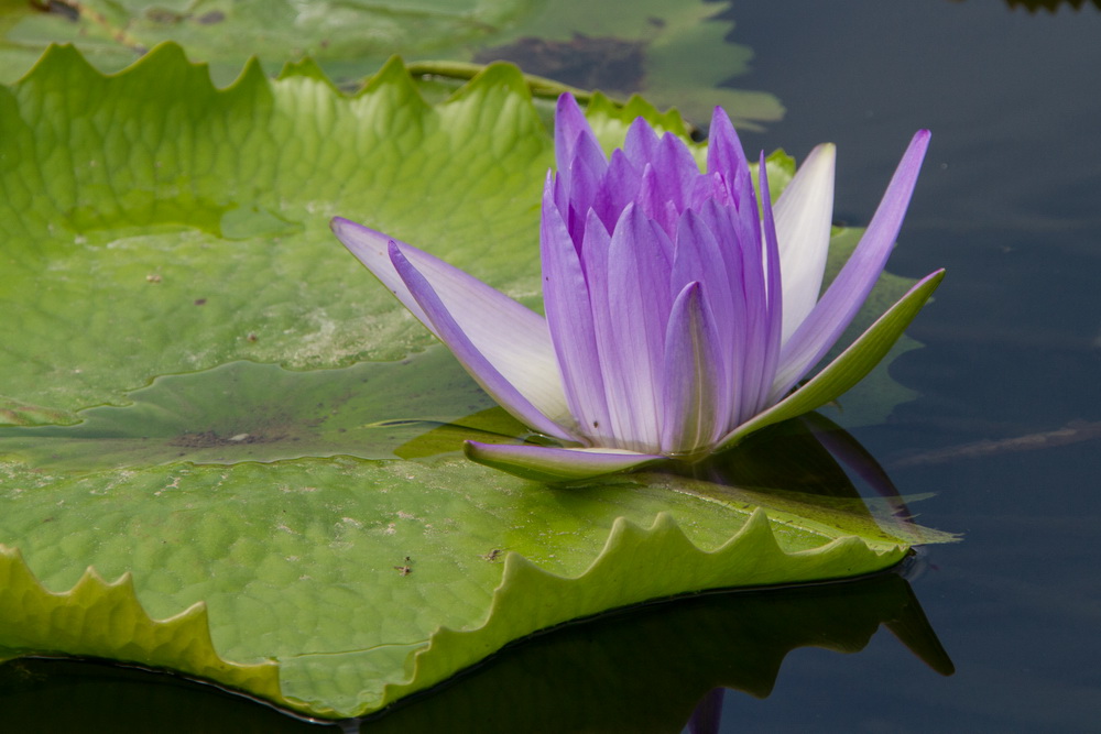 Seerose in violett