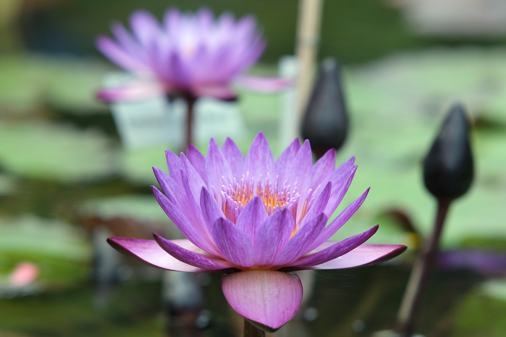 Seerose in voller Blüte.