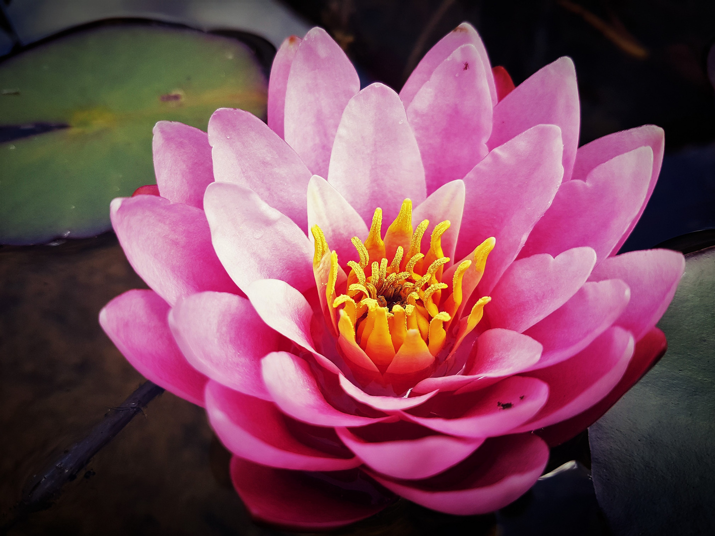 Seerose In Voller Blute Foto Bild Vers Blumenbilder Fotos