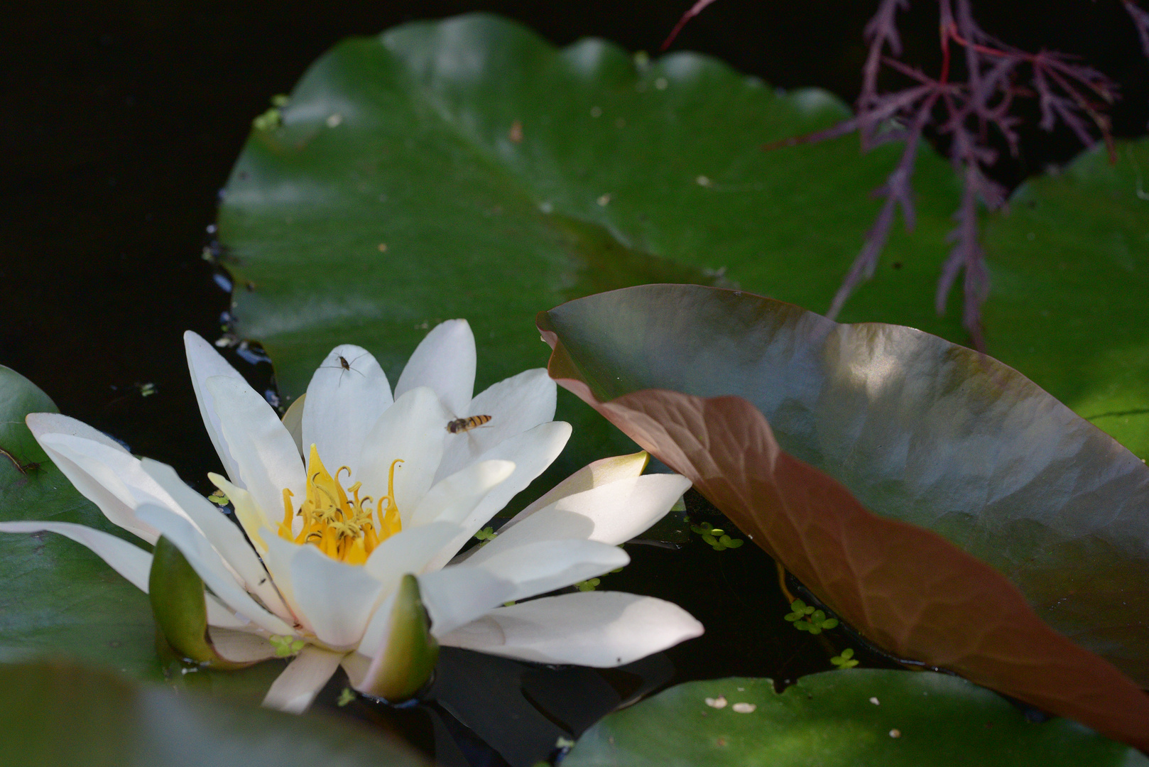 Seerose in voller Blüte 