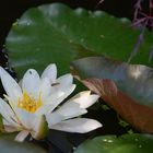 Seerose in voller Blüte 