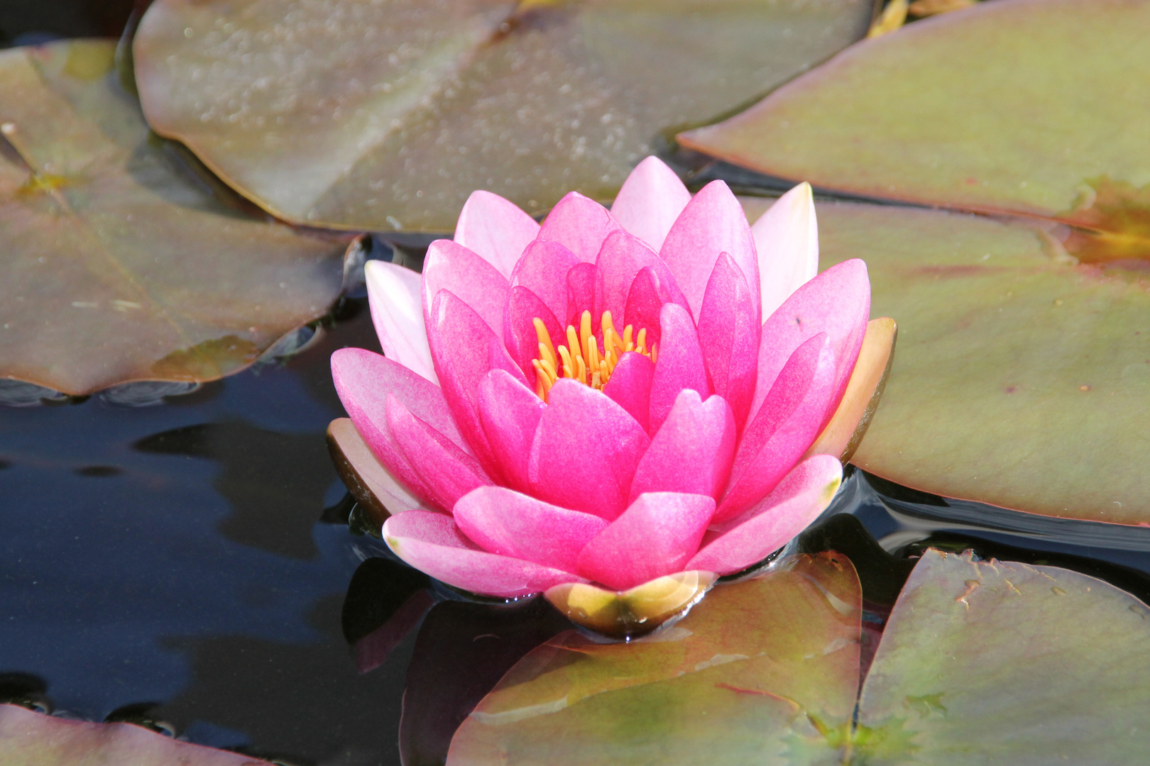 Seerose in voller Blüte !