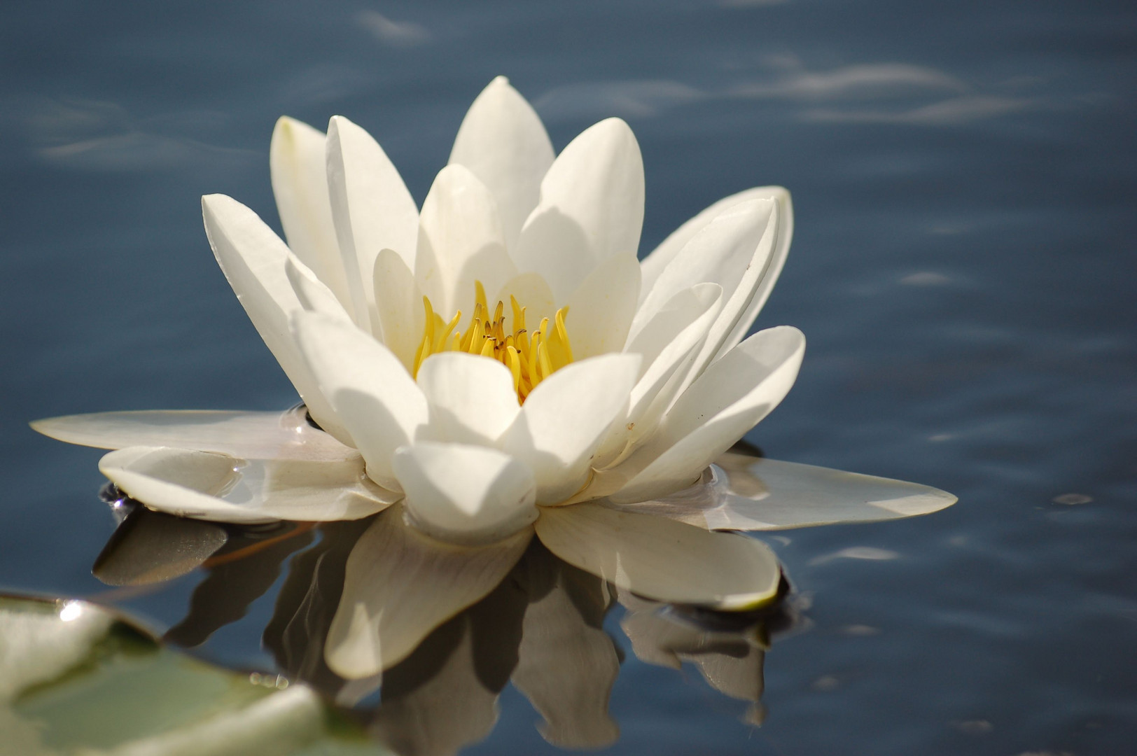 Seerose in voller Blüte