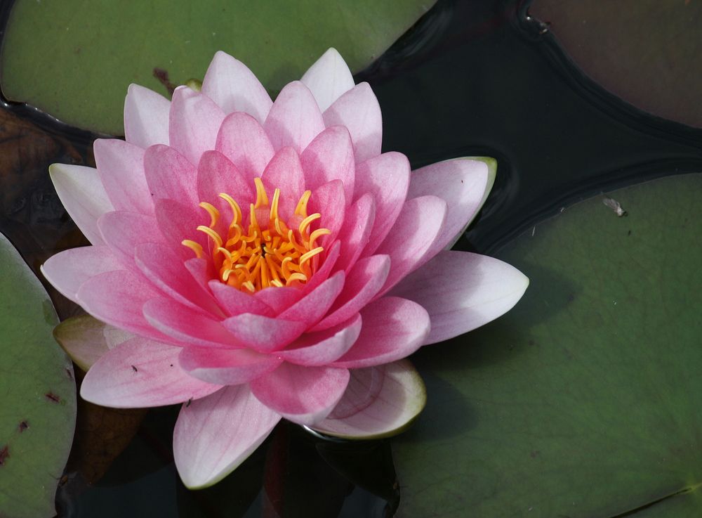 Seerose in voller Blüte