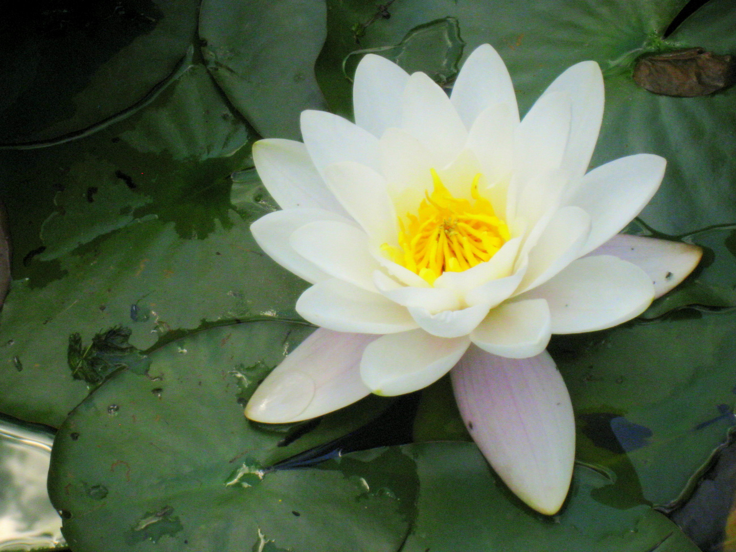 Seerose in weiß