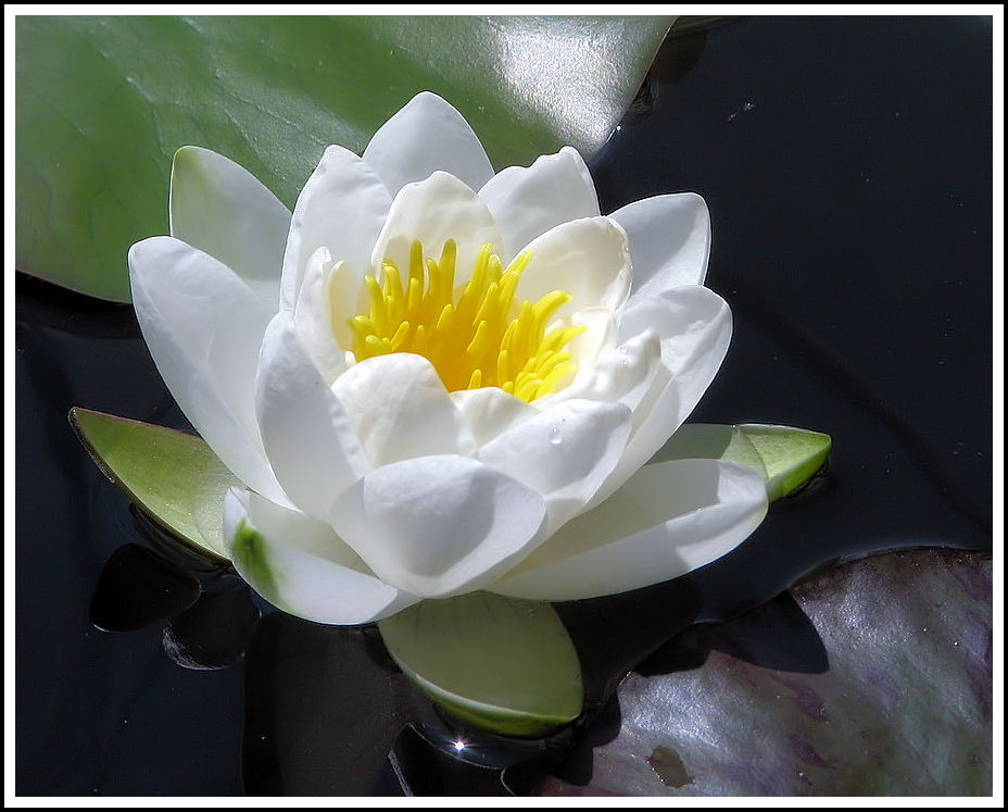 Seerose in weiß