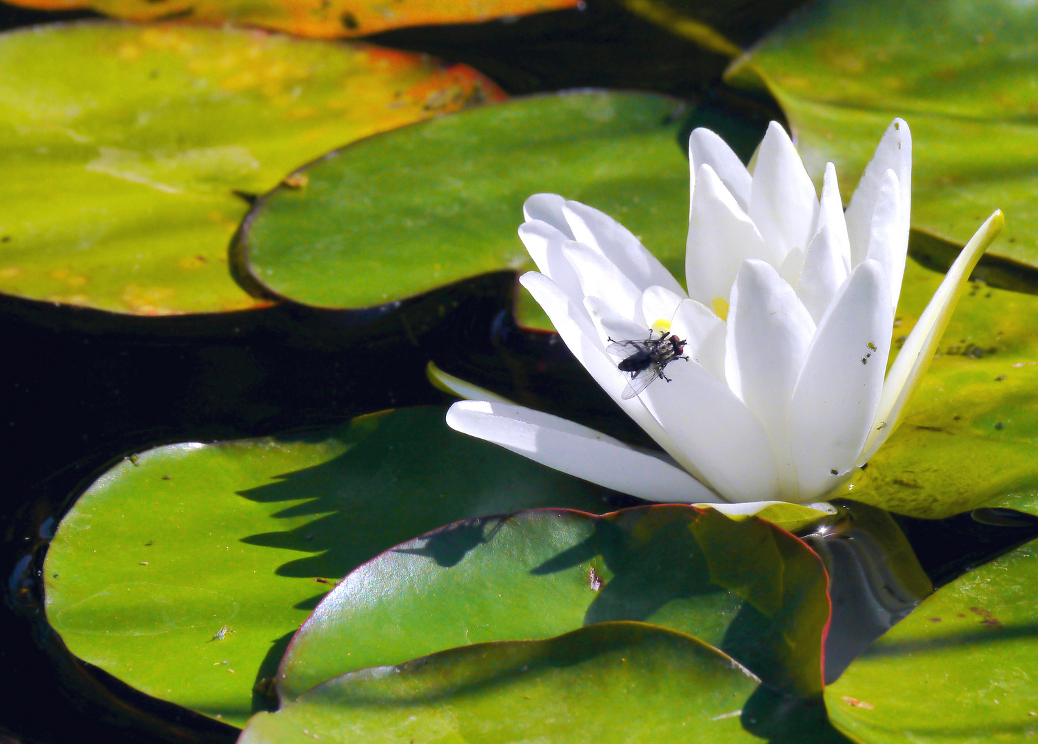 Seerose in Weiss mit Fliege