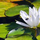 Seerose in Weiss mit Fliege