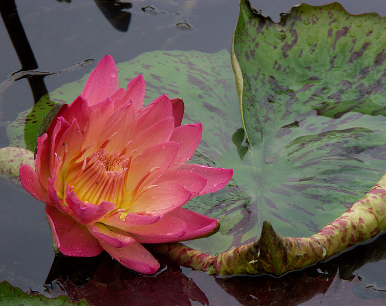 Seerose in zart rot