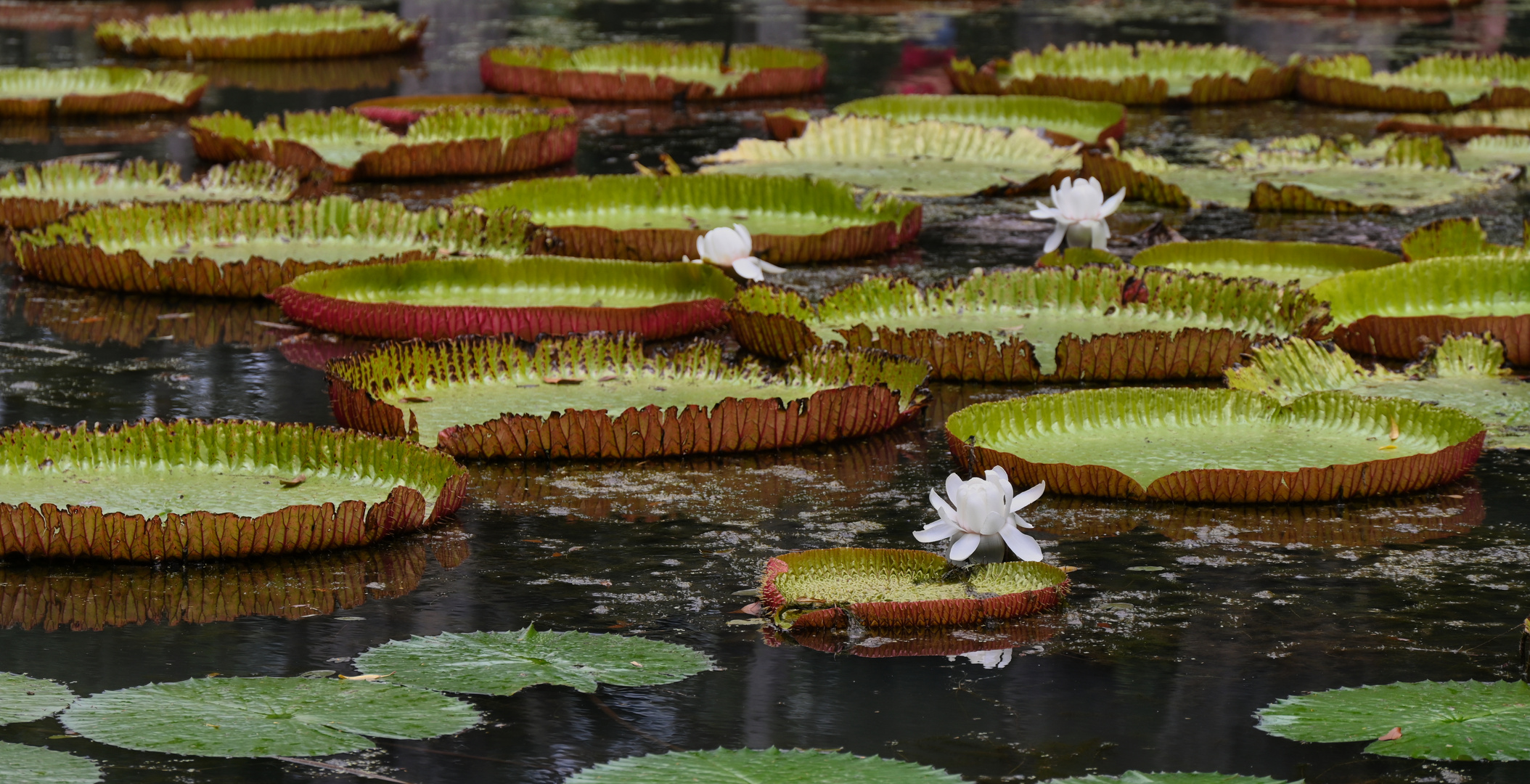 Seerose Königin Victoria 