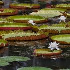 Seerose Königin Victoria 