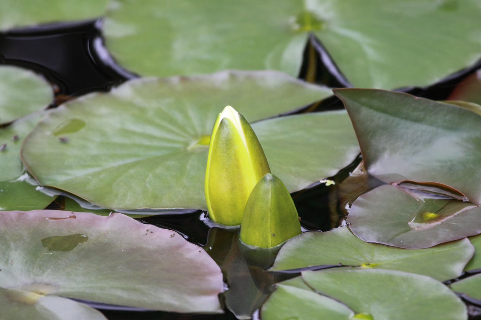 Seerose kurz vor der Blüte ...