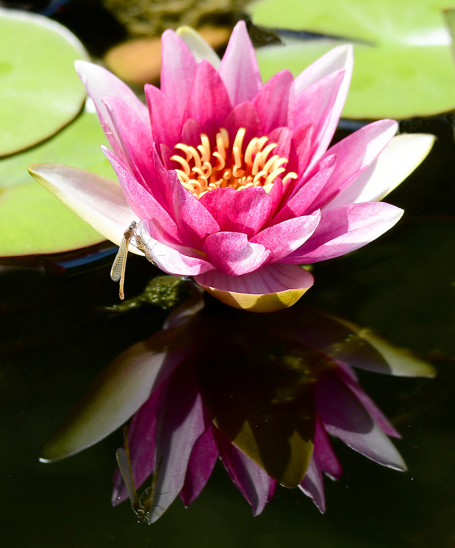 Seerose & Libelle