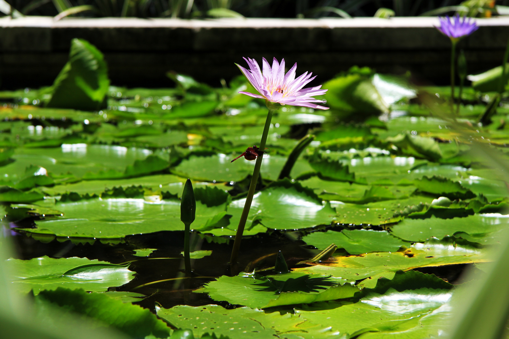 Seerose & Libelle