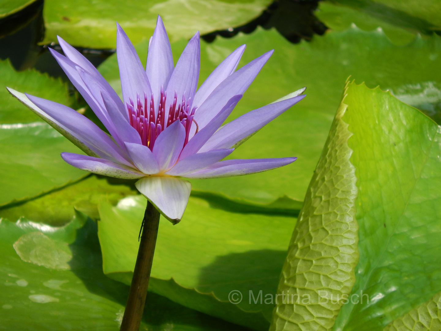 Seerose lila/makro