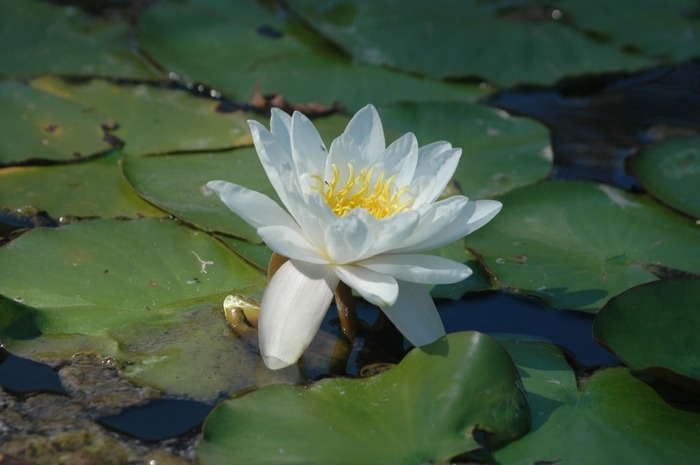 Seerose (Luisenpark Mannheim)