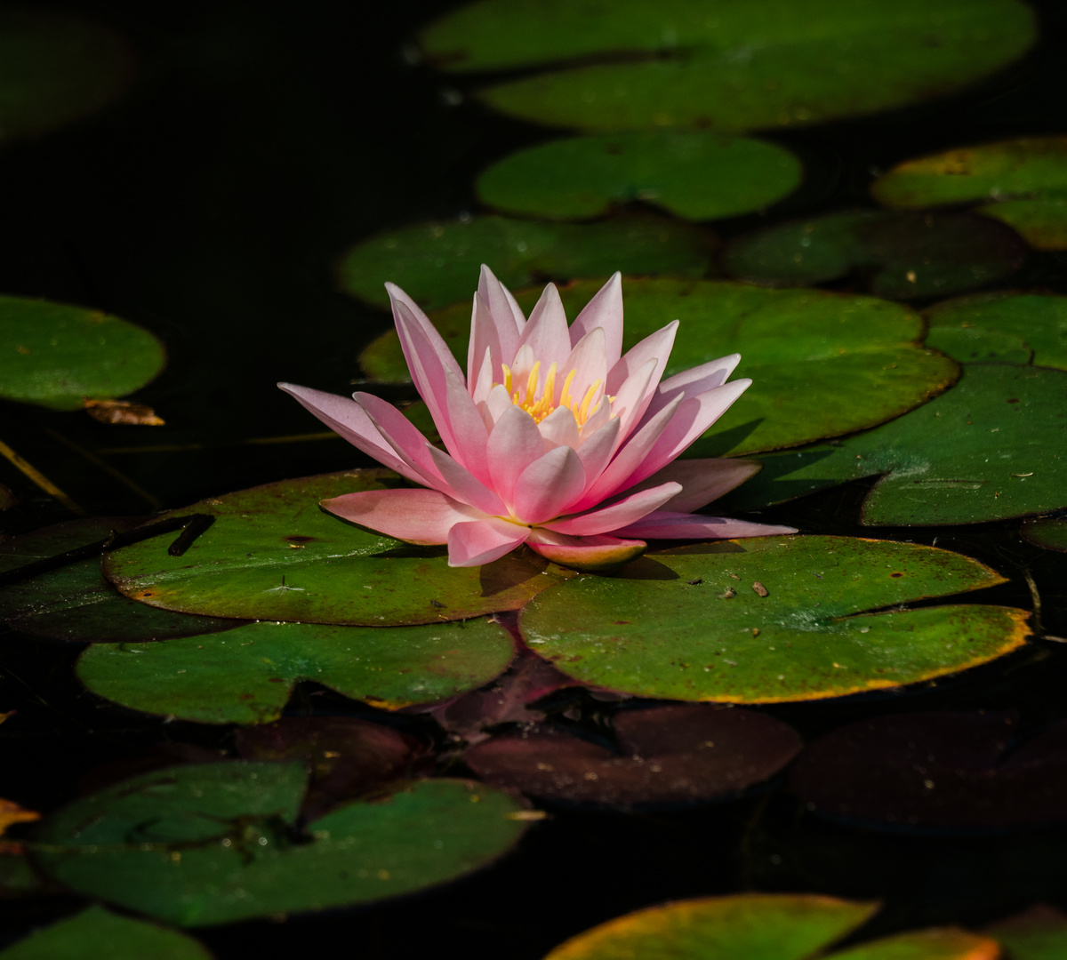 Seerose Mannheim Luisenpark 12 2020