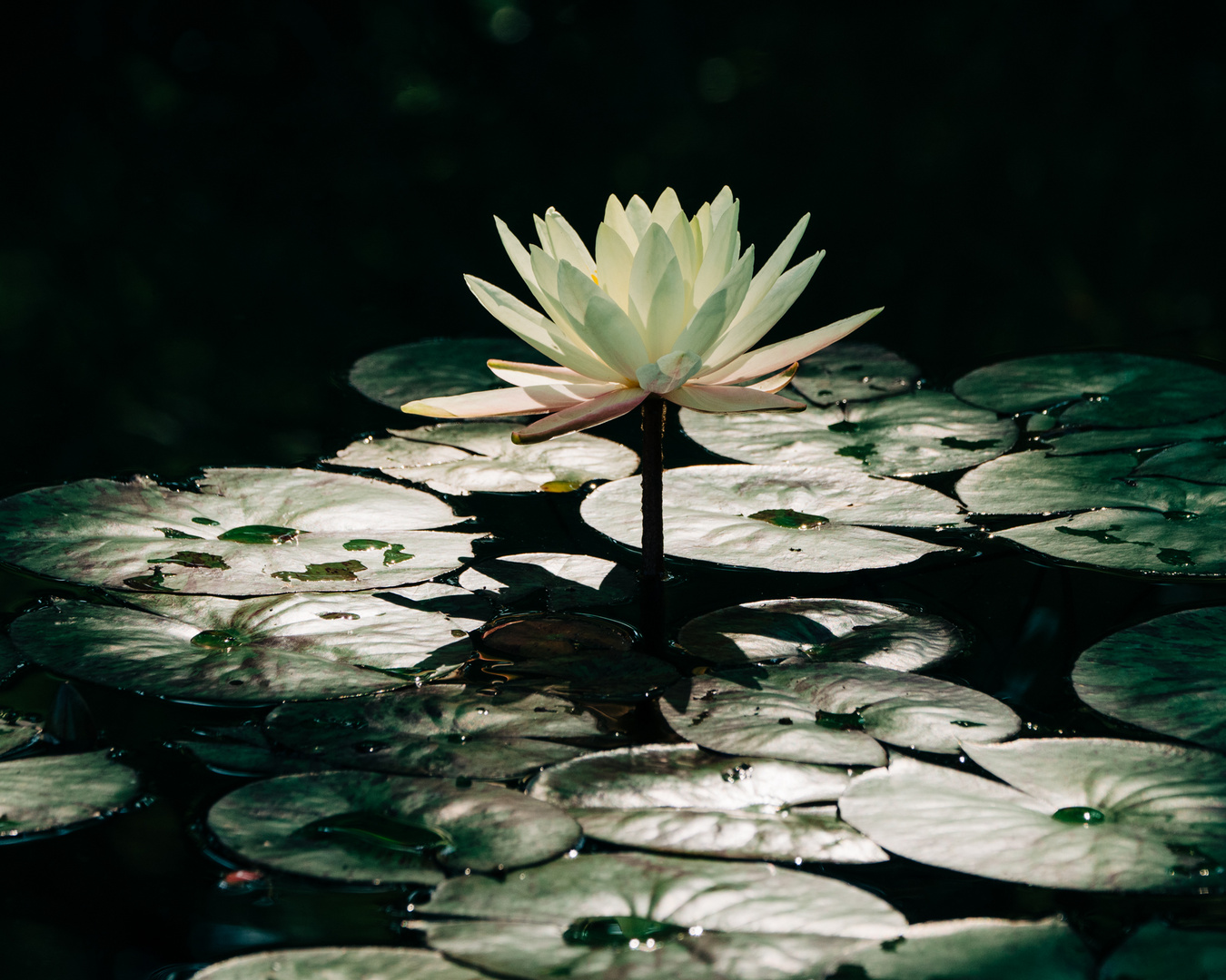 Seerose Mannheim Luisenpark 4 2020