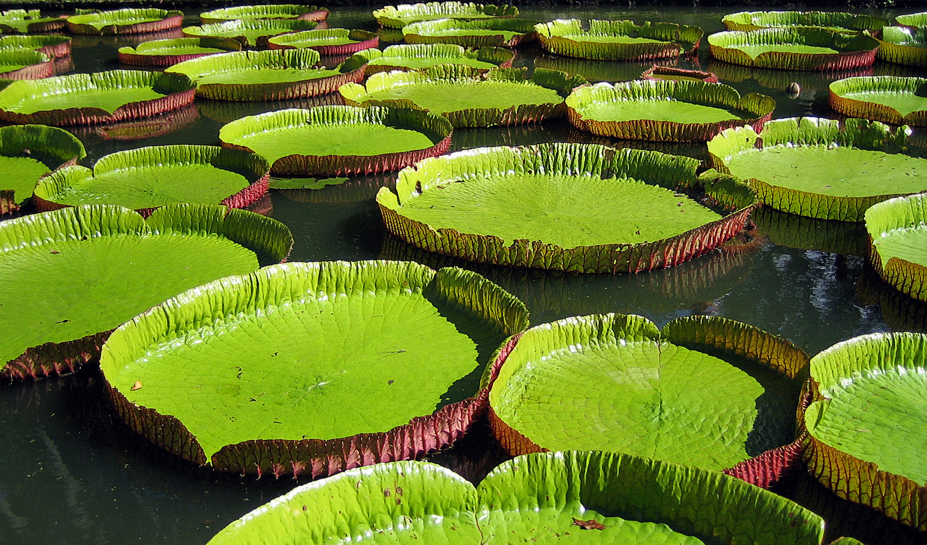 Seerose / Mauritius