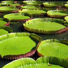 Seerose / Mauritius