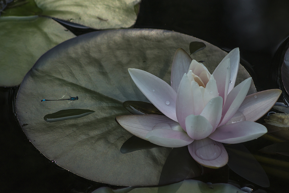 Seerose mit Besuch