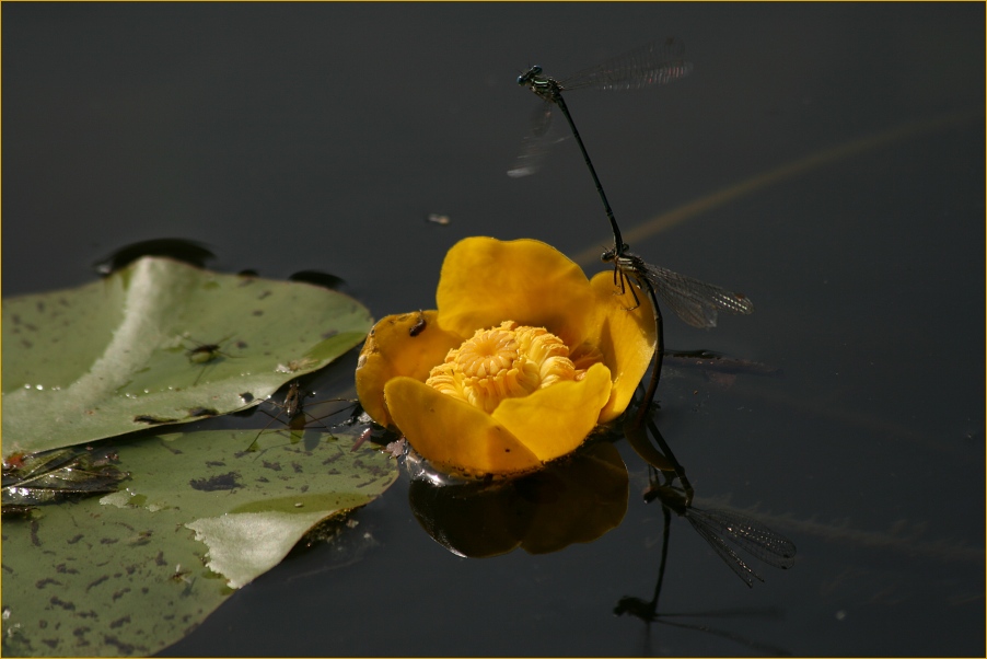 Seerose mit Besuch