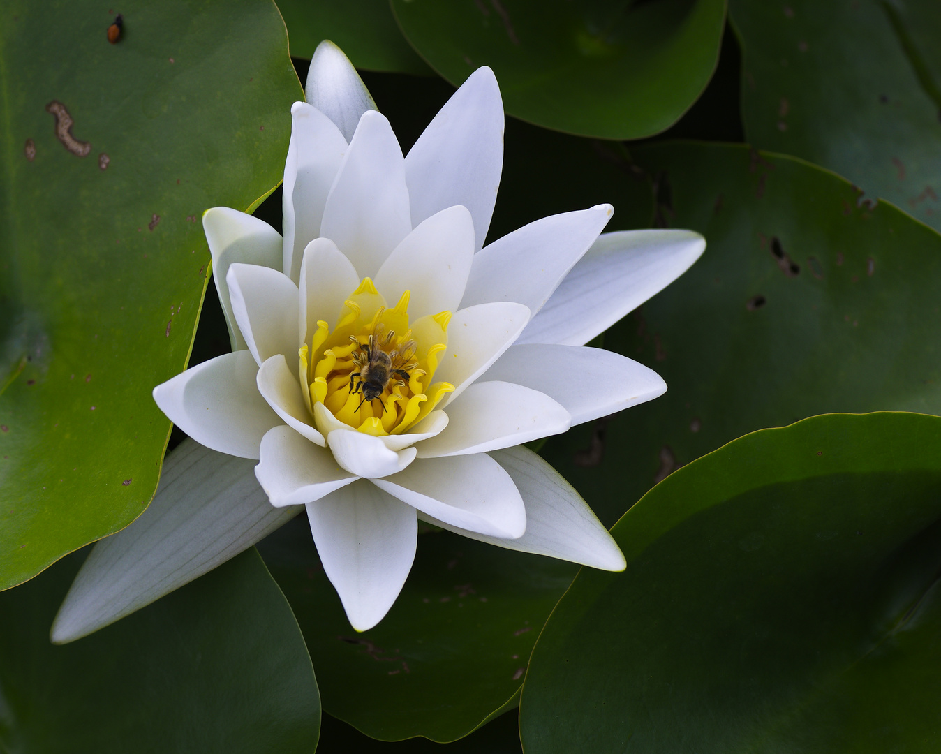 Seerose mit Besuch