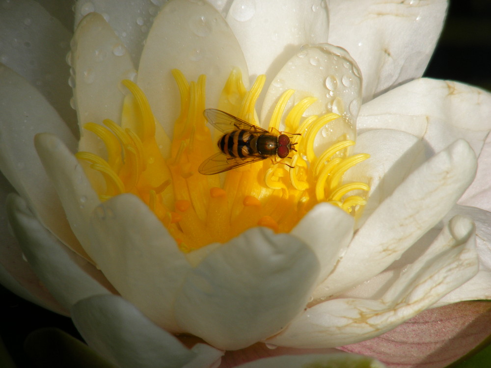 Seerose mit besucher....