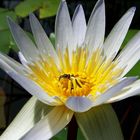 Seerose mit Besucher