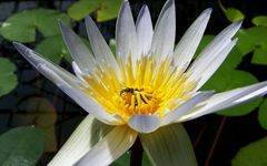 Seerose mit Besucher