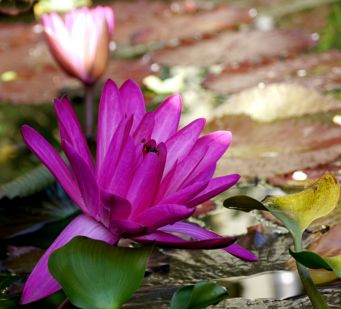 Seerose mit Besucher