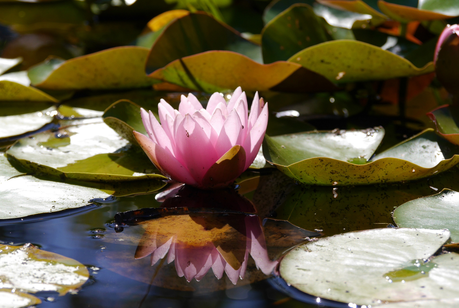 Seerose mit Besucher