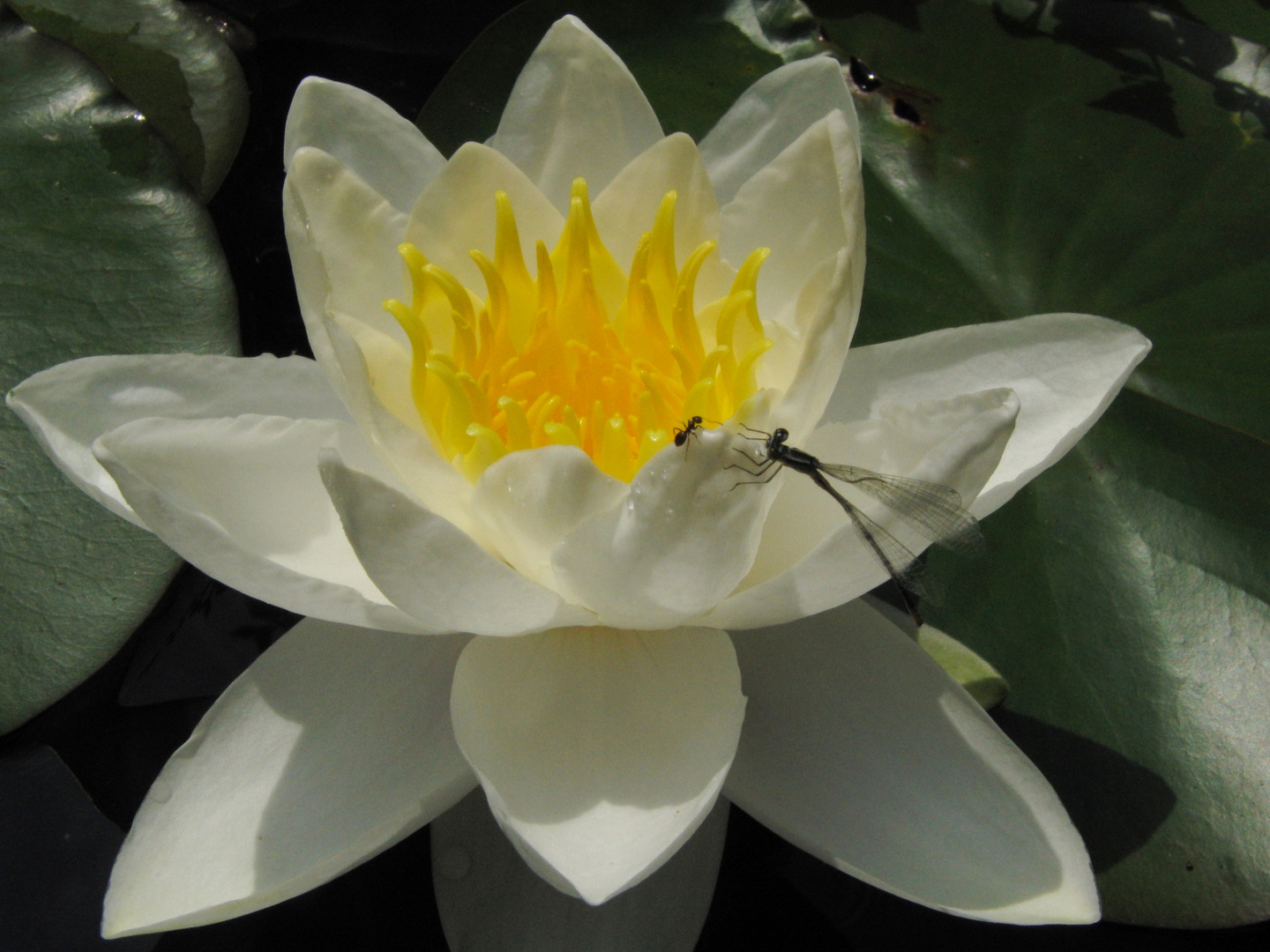 Seerose mit Besuchern