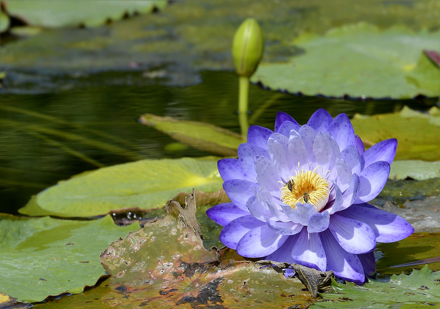 Seerose mit Besuchern