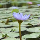 Seerose mit Biene im Landeanflug