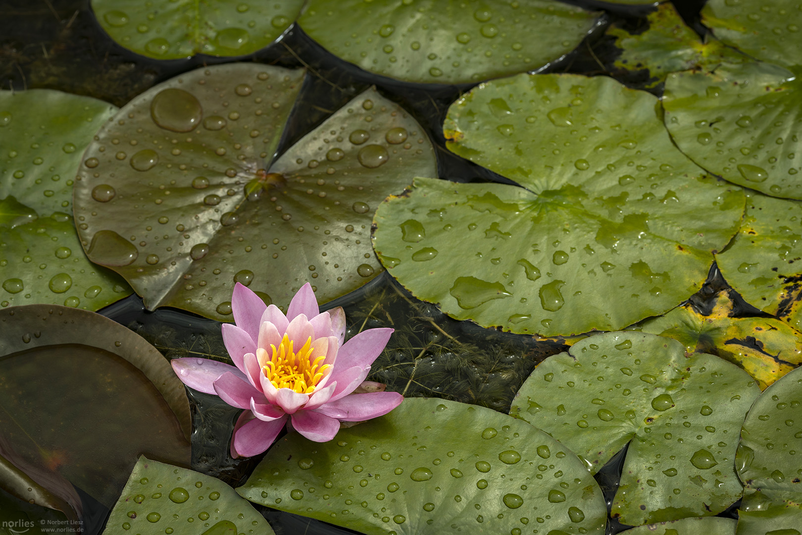 Seerose mit Blätter