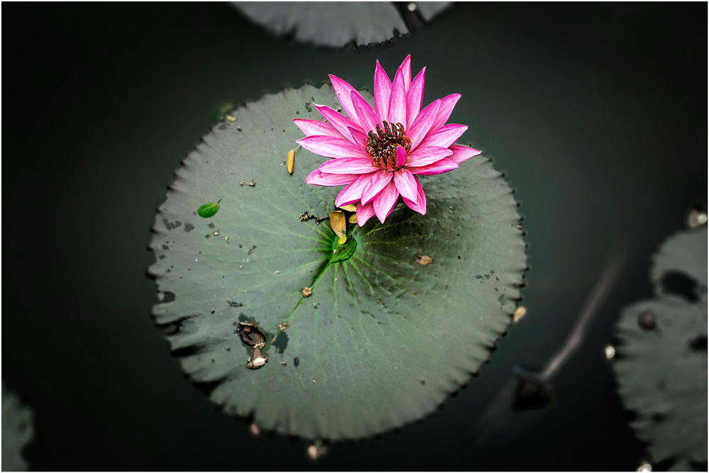 Seerose mit Blatt